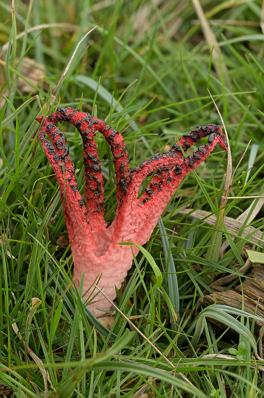 Clathrus archeri